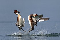 Biosphoto | 2417952 | Great crested grebe (Podiceps cristatus) fighting, Garda lake, Italy | &copy; Pierluigi Rizzato / Biosphoto