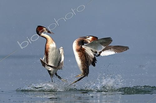 Biosphoto | 2417952 | Great crested grebe (Podiceps cristatus) fighting, Garda lake, Italy | &copy; Pierluigi Rizzato / Biosphoto