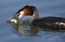 Biosphoto | 2122754 | Great Crested Grebe (Podiceps cristatus) fishing a Perch (Perca fluviatilis), Northern Vosges Regional Nature Park, France | &copy; Michel Rauch / Biosphoto