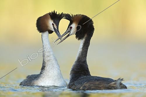 Biosphoto | 2404358 | Great Crested Grebe (Podiceps cristatus) pair displaying, North Rhine-Westphalia, Germany | &copy; Ralf Kistowski / BIA / Biosphoto