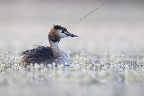 Biosphoto | 1921064 | Great Crested Grebe swimming among flowers at spring - GB | &copy; Frédéric Desmette / Biosphoto
