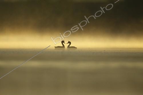 Biosphoto | 1997739 | Great Crested Grebes on parade at dawn - Offendorf Alsace France | &copy; Christophe Ravier / Biosphoto