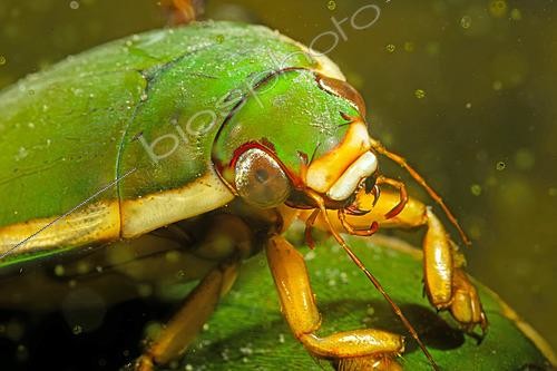 Biosphoto | 2621905 | Great diving beetle (Dytiscus marginalis) in a pond, city of Couffy, Loir et Cher, France | &copy; Bruno Guénard / Biosphoto