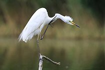 Biosphoto | 2588302 | Great Egret (Ardea alba) adult in nuptial period on a branch - green coloration at the base of the beak - France | &copy; Christophe Perelle / Biosphoto