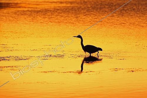 Biosphoto | 2612440 | Great Egret (Ardea alba) fishing against the light, in a marsh at sunset, at the Tour Carbonnière in winter, Saint-Laurent-d'Aigouze, Camargue Gardoise, Gard, Occitanie, France | &copy; Yves Noto Campanella / Biosphoto