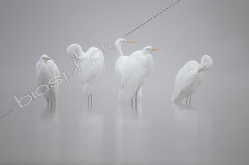 Biosphoto | 2155706 | Great Egret (Ardea alba) in the mist. Wild Moselle, Vosges, France | &copy; Cédric Join / Biosphoto