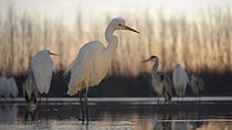 Biosphoto | 2609681 | Great Egret (Ardea alba), several herons standing in water, dawn, Kiskunság National Park, Hungary | &copy; Bernd Zoller / imageBROKER / Biosphoto