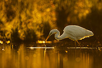 Biosphoto | 2609033 | Great Egret (Egretta alba) fishing in the water, Sologne pond, Loir-et-Cher, Centre-Val de Loire, France | &copy; Guy Van Langenhove / Biosphoto