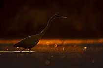 Biosphoto | 2609046 | Great Egret (Egretta alba) fishing in the water, Sologne pond, Loir-et-Cher, Centre-Val de Loire, France | &copy; Guy Van Langenhove / Biosphoto