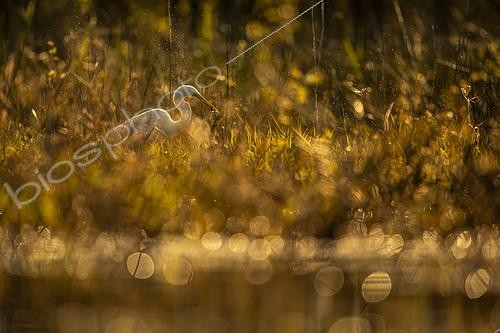 Biosphoto | 2558093 | Great Egret (Egretta alba) Great Egret with a dragonfly on its bill, Sologne, France. International Bird and Nature Competition 2023, category  Bird in its natural environment , 2nd place. | &copy; Guy Van Langenhove / Biosphoto