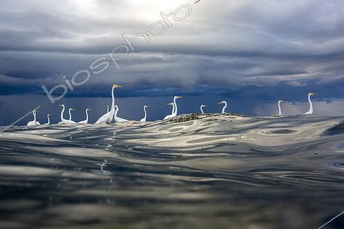 Biosphoto | 2455967 | Great egret (Egretta alba) in the water, mouth of the Rio Dulce, Gulf of Honduras, Livingston, Guatemala. | &copy; Óscar Díez Martínez / Biosphoto