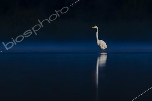 Biosphoto | 2609040 | Great Egret (Egretta alba) in the water, Sologne pond, Loir-et-Cher, Centre-Val de Loire, France | © Guy Van Langenhove / Biosphoto
