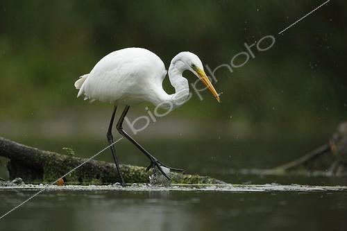 Biosphoto | 1997743 | Great Egret fishing in the rain - Offendorf Alsace France  | &copy; Christophe Ravier / Biosphoto