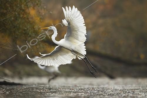 Biosphoto | 1997744 | Great Egret flying away in autumn - Offendorf France | &copy; Christophe Ravier / Biosphoto