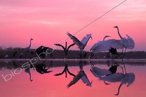 Biosphoto | 2057666 | Great Egrets and Grey Herons on pink sky | &copy; Marc Costermans / Biosphoto