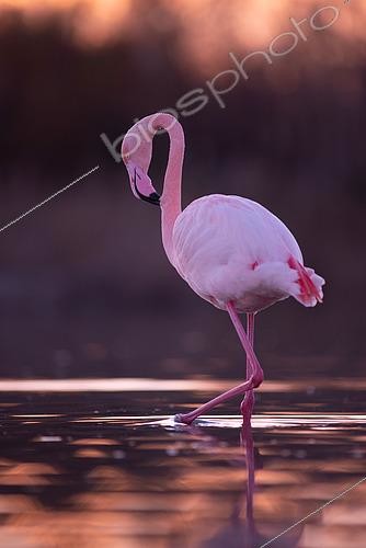 Biosphoto | 2433398 | Great Flamingo (Phoenicopterus roseus) in water Camargue, France | &copy; Marc Homs & Pepi Compte / Biosphoto
