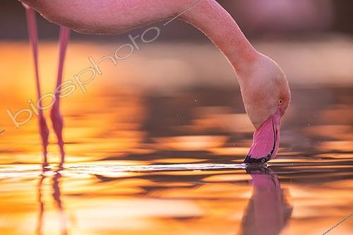 Biosphoto | 2433400 | Great Flamingo (Phoenicopterus roseus) in water Camargue, France | &copy; Marc Homs & Pepi Compte / Biosphoto