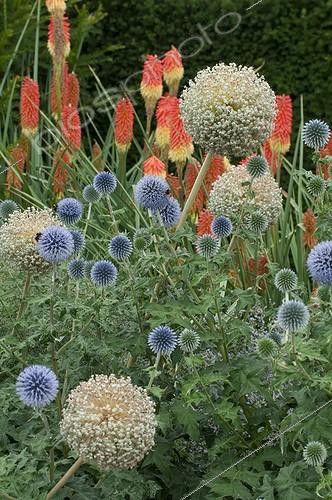 Biosphoto | 1293545 | Great globethistles in bloom in a garden | &copy; Frédéric Didillon / Biosphoto