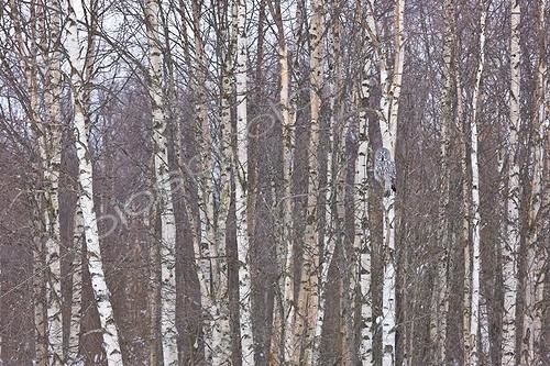 Biosphoto | 1359128 | Great Gray Owl on a branch of birch Scandinavia | &copy; Juan-Carlos Muñoz / Biosphoto