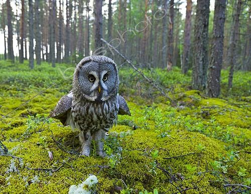 Biosphoto | 2088914 | Great Gray Owl (Strix nebulosa) flooring, Finland | &copy; Juan-Carlos Muñoz / Biosphoto