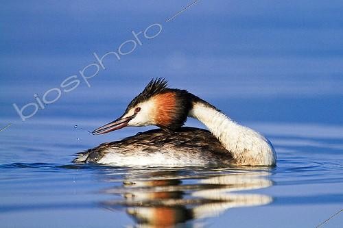 Biosphoto | 1649532 | Great Grebe on the water Lake Kerkini Greece | &copy; Pierre Huguet-Dubief / Biosphoto