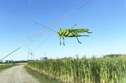 Biosphoto | 2610060 | Great green bush-cricket (Tettigonia viridissima) female on a summer evening, posed and seen through the windshield of a car, Auvergne, France | © Monique Morin / Biosphoto
