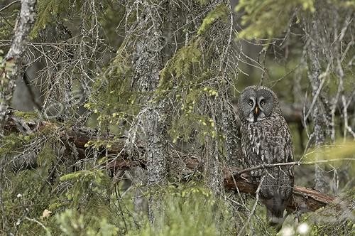 Biosphoto | 467019 | Great Grey Owl in the forest of Hamra Park Sweden | &copy; David Allemand / Biosphoto