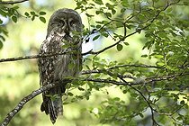 Biosphoto | 1899091 | Great grey owl on a branch Finland | &copy; Bruno Fouillat / Biosphoto