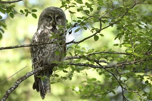 Biosphoto | 1899091 | Great grey owl on a branch Finland | &copy; Bruno Fouillat / Biosphoto