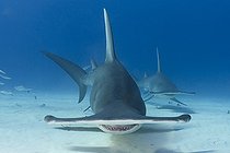 Biosphoto | 2453187 | Great Hammerhead Shark, Sphyrna mokarran. The largest species of hammerhead shark attaining lengths of upto 6m. South Bimini Island, Bahamas, Caribbean Sea. | &copy; Andy Murch / Biosphoto