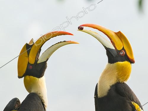 Biosphoto | 2408791 | Great Hornbill (Buceros bicornis) pair, Darjeeling, India | &copy; Debapratim Saha / BIA / Biosphoto