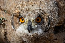 Biosphoto | 2584489 | Great horned owl (Bubo bubo), Young on the ground, close up of the head, Eastern Mongolia, Steppe, Mongolia, Asia | &copy; Sylvain Cordier / Biosphoto