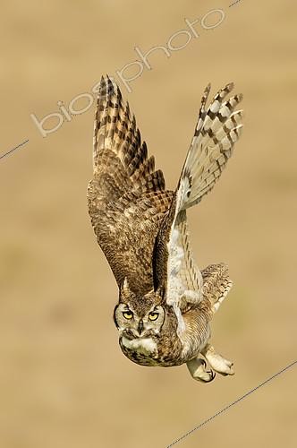 Biosphoto | 2413676 | Great Horned Owl (Bubo virginianus) flying, Texas, USA | &copy; Alan Murphy / BIA / Biosphoto