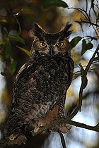 Biosphoto | 1254236 | Great horned owl on a branch Florida USA | &copy; Mark Conlin / Visual and Written - Photo Collection / Biosphoto