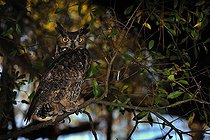 Biosphoto | 1254237 | Great horned owl on a branch Florida USA | &copy; Mark Conlin / Visual and Written - Photo Collection / Biosphoto