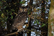 Biosphoto | 1254238 | Great horned owl on a branch Florida USA | &copy; Mark Conlin / Visual and Written - Photo Collection / Biosphoto