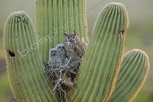 Biosphoto | 2427158 | Great horned owls, (Bubo virginianus), in nest in saguaro cactus, (Carnegiea gigantea), Sonoran desert , Arizona | &copy; John Cancalosi / Biosphoto
