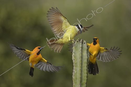 Biosphoto | 2404427 | Great Kiskadee & Altamira Oriole (Pitangus sulphuratus & Icterus gularis) wrangling, Texas, USA | &copy; Alan Murphy / BIA / Biosphoto