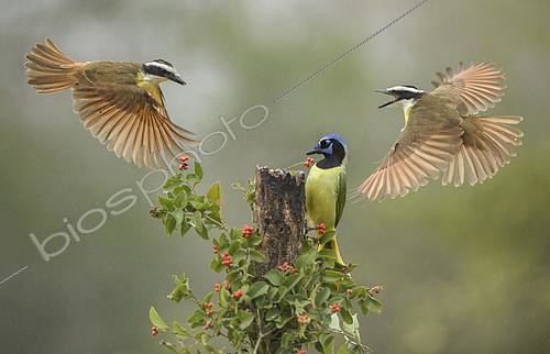 Biosphoto | 2404428 | Great Kiskadee & Green Jay (Pitangus sulphuratus & Cyanocorax luxuosus) wrangling, Texas, USA | &copy; Alan Murphy / BIA / Biosphoto