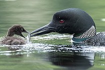 Biosphoto | 2585774 | Great northern diver (Gavia immer) feeding its young with a small trout. La Mauricie National Park, Province of Quebec, Canada | &copy; Philippe Henry / Biosphoto
