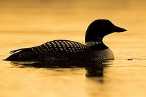 Biosphoto | 2422917 | Great Northern Loon (Gavia immer), adult swimming in a lake at sunset Northeastern Region, Iceland | &copy; Saverio Gatto / Biosphoto