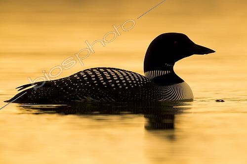 Biosphoto | 2422917 | Great Northern Loon (Gavia immer), adult swimming in a lake at sunset Northeastern Region, Iceland | &copy; Saverio Gatto / Biosphoto