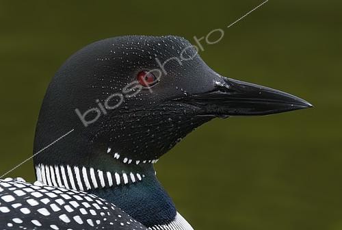 Biosphoto | 2408636 | Great Northern Loon (Gavia immer), British Columbia, Canada | &copy; Alan Murphy / BIA / Biosphoto