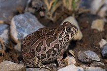 Biosphoto | 1250335 | Great plains toad on bank Arizona USA | &copy; Daniel Heuclin / Biosphoto