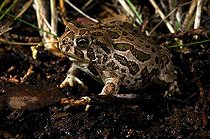 Biosphoto | 1250336 | Great plains toad on bank Arizona USA | &copy; Daniel Heuclin / Biosphoto