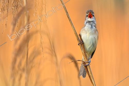 Biosphoto | 2412160 | Great Reed Warbler (Acrocephalus arundinaceus) male singing in reedbed, Vienna, Austria | &copy; Mathias Schaef / BIA / Biosphoto