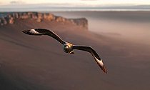Biosphoto | 1371785 | Great Skua in flight Iceland  | &copy; Michel Bureau / Biosphoto