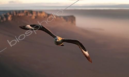 Biosphoto | 1371785 | Great Skua in flight Iceland  | &copy; Michel Bureau / Biosphoto