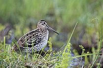 Biosphoto | 730302 | Great snipe standing in a swamp Poland | &copy; Frédéric Desmette / Biosphoto