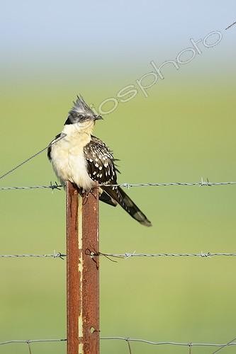 Biosphoto | 2036015 | Great Spotted Cuckoo on a stake - Spain  | &copy; Claude Balcaen / Biosphoto